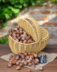 Kabuklu Fındık (Foça Fındık)